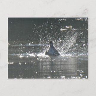 Splashing Coot DIY Postcard