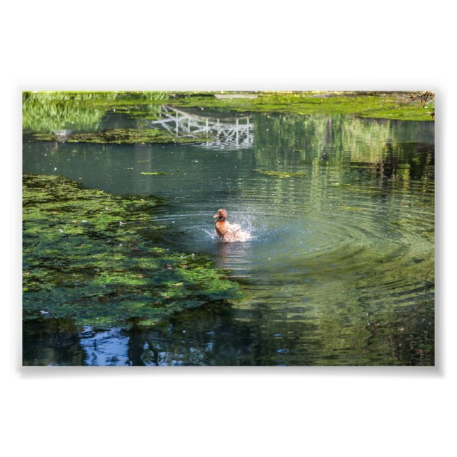 Splashing duck in a pond photo print (Front)