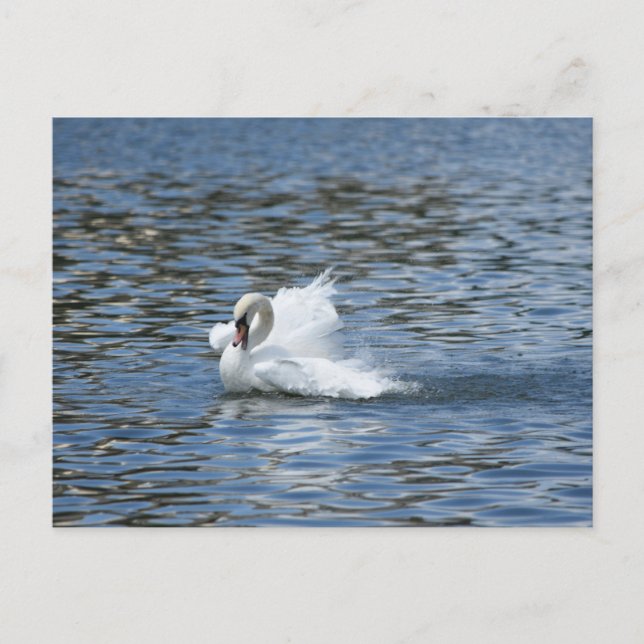 Splashing Swan on a Postcard (Front)