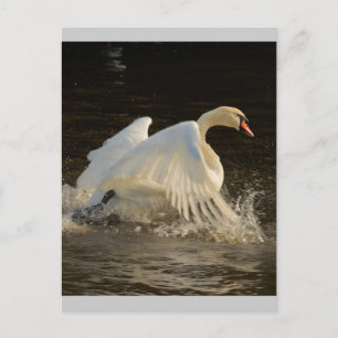 Splashing Swan Postcard