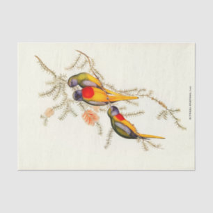 Splendid Grass-Parakeet, Decoupage Tissue Paper