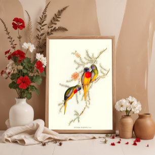 Splendid Grass-Parakeet, Vintage illustrations  Poster