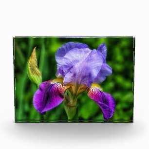 Splendid Iris Flower Photo Block