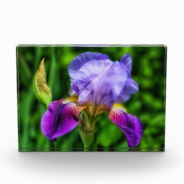 Splendid Iris Flower Photo Block (Front)