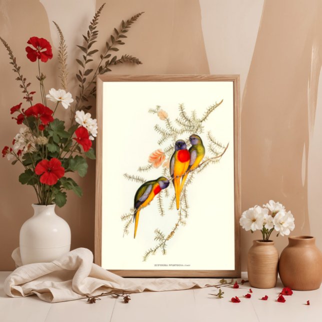 Splendid Parakeet, Bird Vintage Illustrations  Poster (Creator Uploaded)