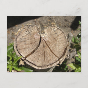 Split Heart Stump Postcard
