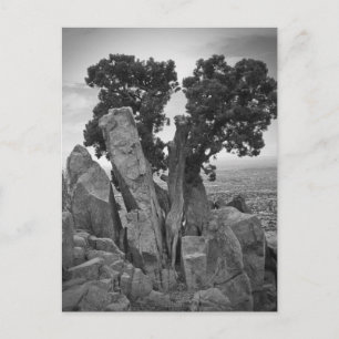 Split Tree Postcard