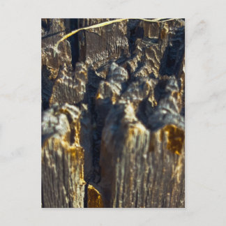 Split Wood Close-Up Postcard