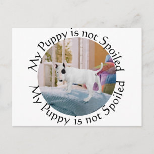 Spoiled? Bull Terrier Puppy . . . Not Postcard