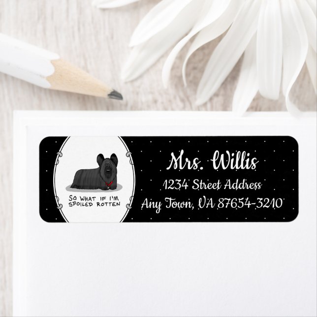 Spoiled Rotten Skye Terrier Dog (black) Cute Funny (Insitu)