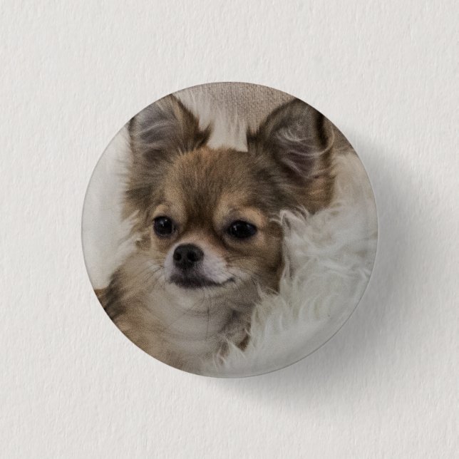 Spoilt Chihuahua Relaxing 3 Cm Round Badge (Front)