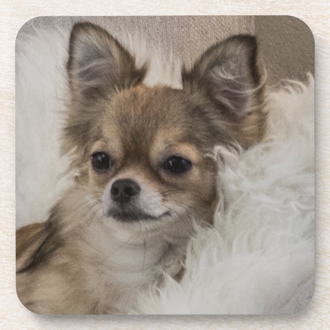 Spoilt Chihuahua Relaxing Coaster (Front)