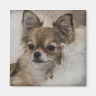 Spoilt Chihuahua Relaxing Magnet