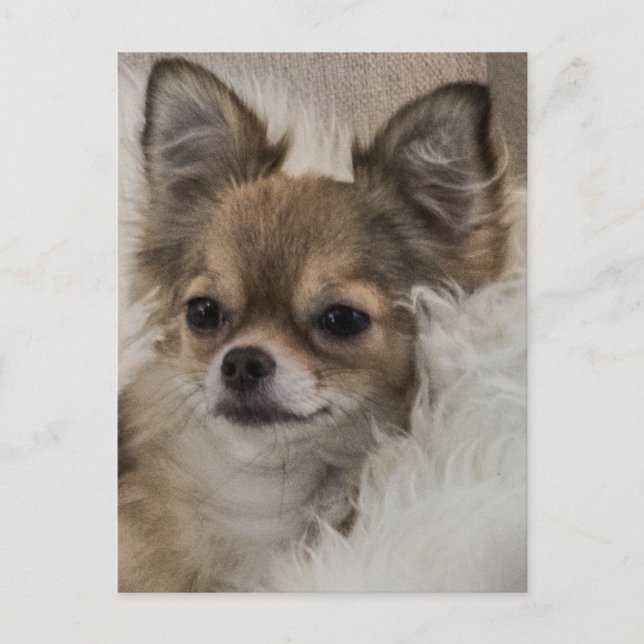 Spoilt Chihuahua Relaxing Postcard (Front)