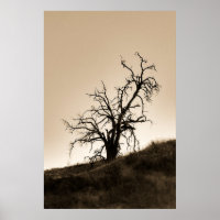 Spooky Autumn Oak Tree