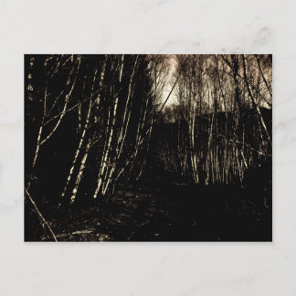 Spooky Darkened Forest Postcard