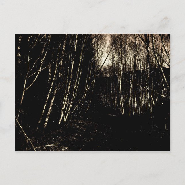 Spooky Darkened Forest Postcard (Front)