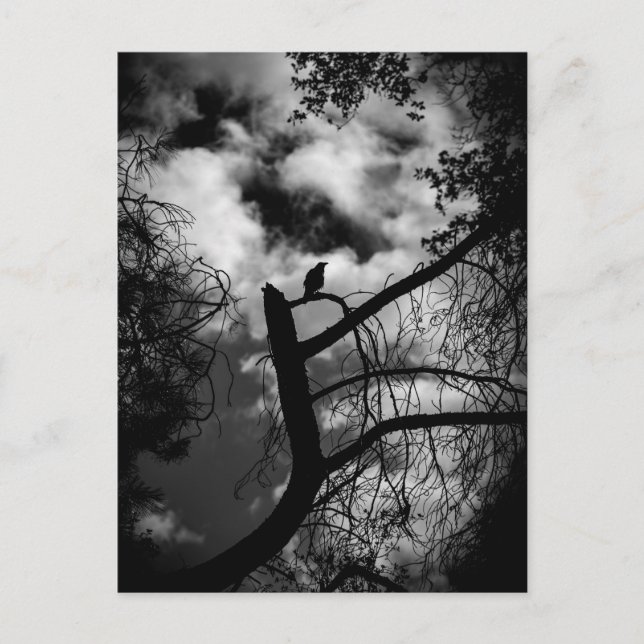 Spooky Raven in Tree Postcard (Front)