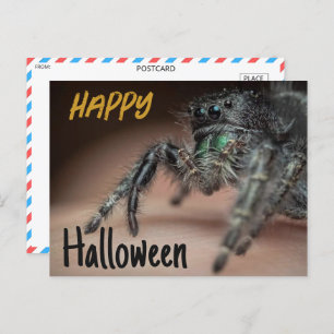 Spooky Spider Halloween Greeting Postcard