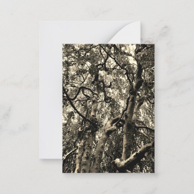 Spooky Tree Branches Nature Photography Card (Front)