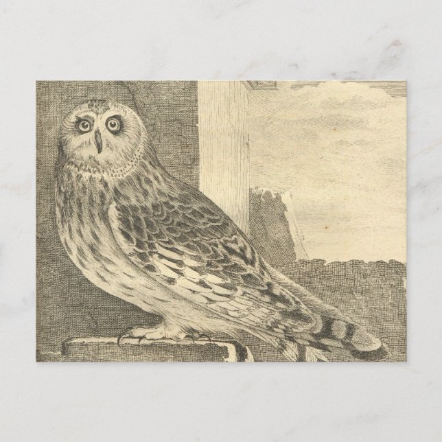 Spooky Vintage Halloween Owl Postcard (Front)