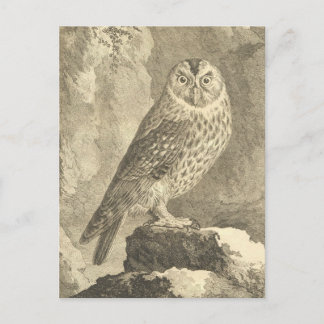 Spooky Vintage Halloween Tawny Owl Postcard