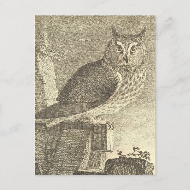 Spooky Vintage Long Eared Owl Halloween Postcard (Front)