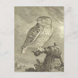 Spooky Vintage Screech Owl Halloween Postcard