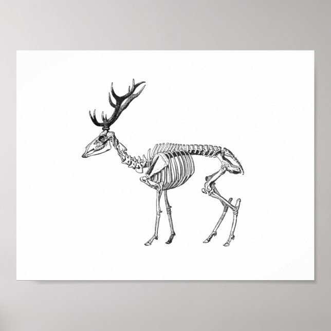 Spooky vintage skeleton reindeer drawing poster (Front)