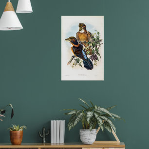 Spoon-billed Kingfisher by John Gould Poster