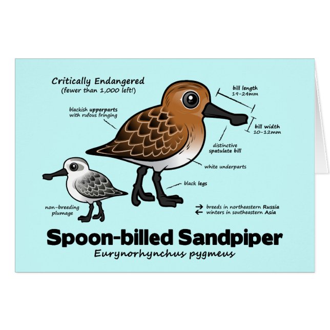 Spoon-billed Sandpiper Statistics (Front Horizontal)
