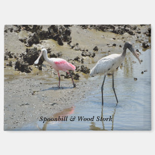 Spoonbill and Wood Stork in the wild Magnet
