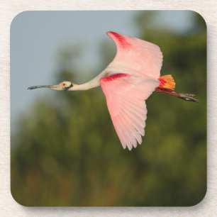 spoonbill coaster