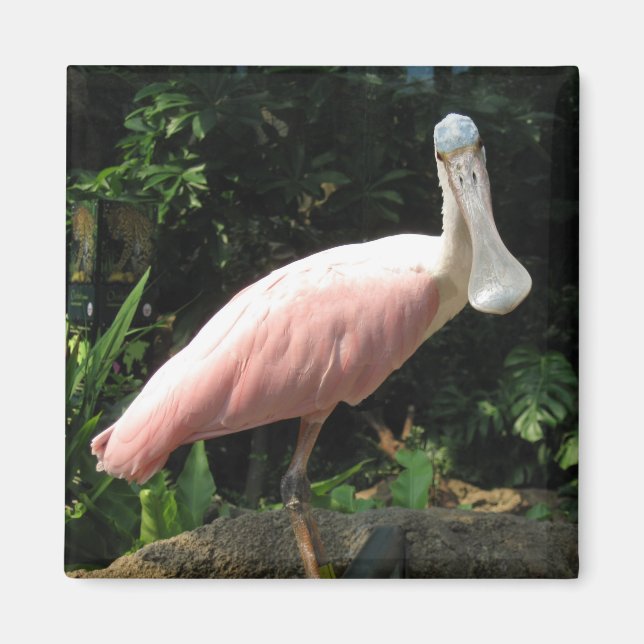 Spoonbill Magnet (Front)