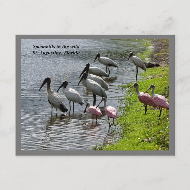 Spoonbills in the wild holiday postcard (Front)