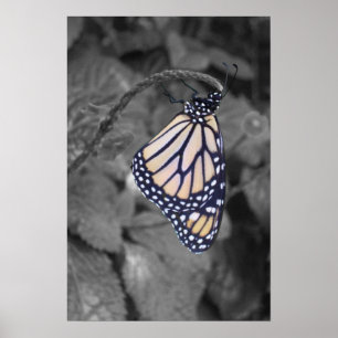 Spot-colourized Butterfly Poster