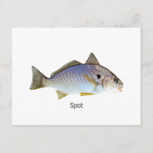 Spot Fish Photo Postcard