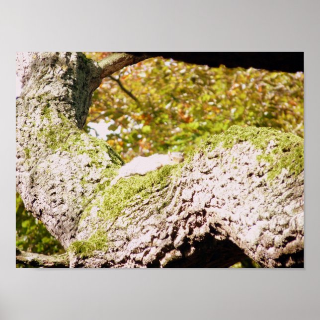 Spot The Gray Squirrel Poster (Front)