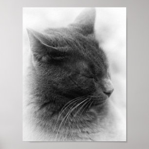 Spot the Magnificent Grey Imperious Cat Poster