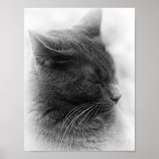 Spot the Magnificent Grey Imperious Cat Poster (Front)