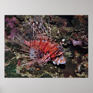 Spotfin Lionfish Poster