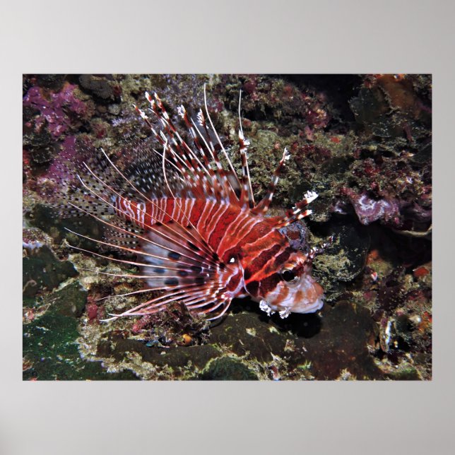 Spotfin Lionfish Poster (Front)
