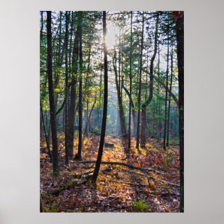 Spotlight On A Stump Poster