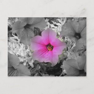 Spotlight Postcard