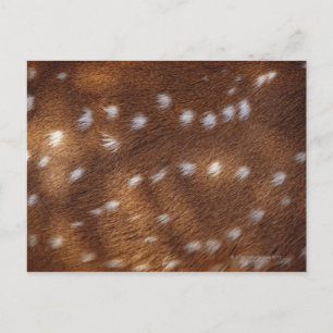 Spots on an animal postcard