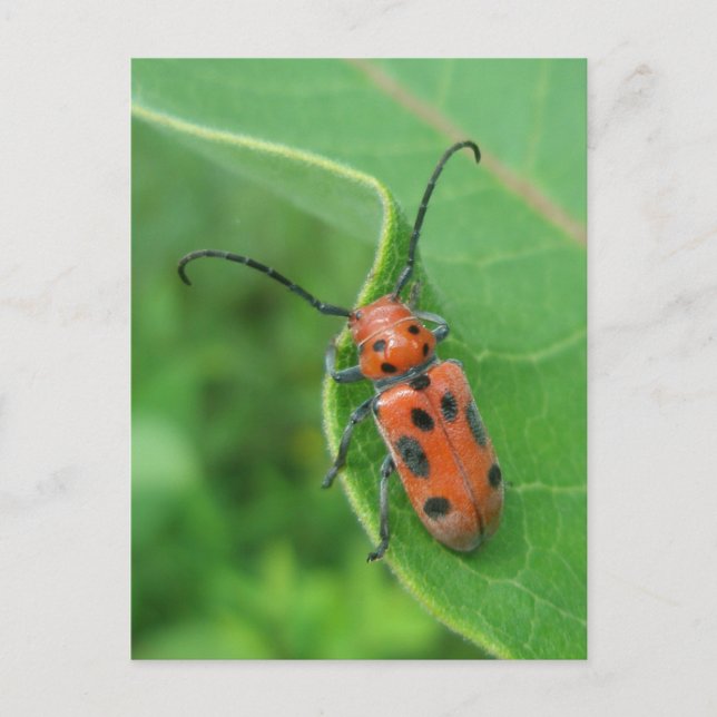 Spotted Asparagus Beetle on Milkweed Postcard (Front)