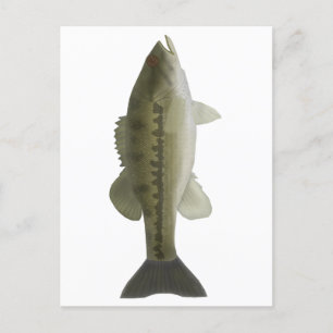 Spotted Bass Postcard