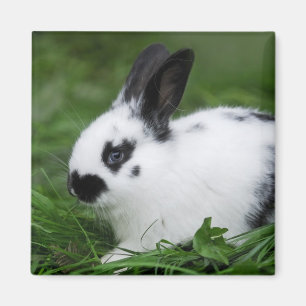 Spotted Bunny Magnet