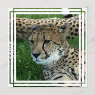 Spotted Cheetah Invitation