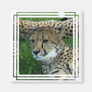Spotted Cheetah Square Magnet